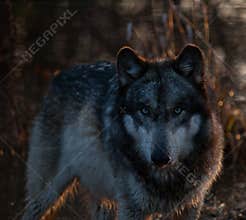 Intense Wolf in the Shadows