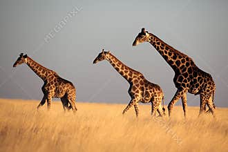 Giraffe trio in late afternoon light