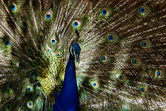 Peacock patterns
