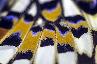Macro photo of a butterfly wing