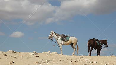Horses on a Hill Top