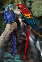 Macaw parrots
