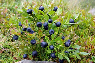 Blueberry bush