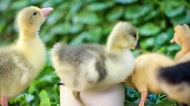 Gosling and duckling in green grass