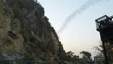 Battambang, Cambodia - Circa February 2018: Bats flying out of their cave at early afternoon