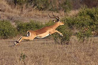 Impala Jump
