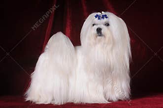 Maltese dog stands on red velvet background