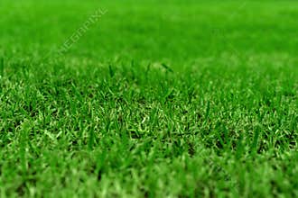 Green grass texture background, colorful freshness grass