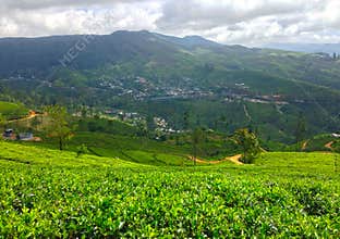 Tea plantation, mountains and trees Nanuoya