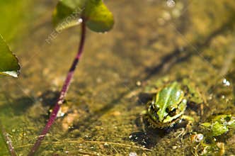 Polish fauna: little green frog in pond