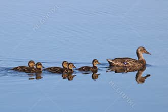 Mallard Ducklings Following their Mother Duck