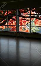 Look through a window