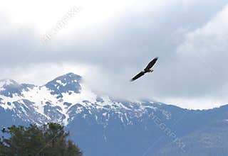 Eagle Soaring