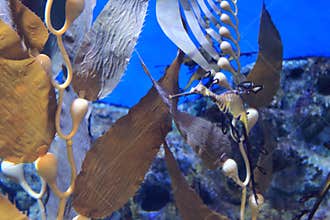 Common seadragon