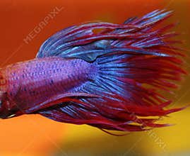 Blue and Red Betta fish