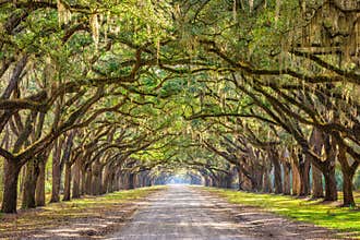 Savannah, Georgia, USA Historic Road