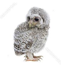 Baby Little Owl in front of a white background