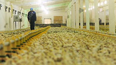 Man walks along incubator with cute chickens crowd