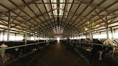 Large cowshed with cows lines and worker at farm