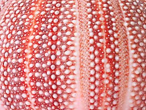 Patterns In Nature - Sea Urchin