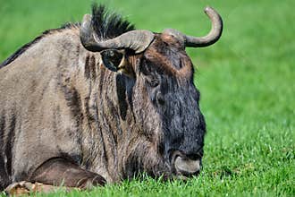 Portrait of Common Wildebeest Connochaetes Alcelaphine Bovidae l