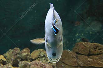Cleaner wrasse and giant sweetlips