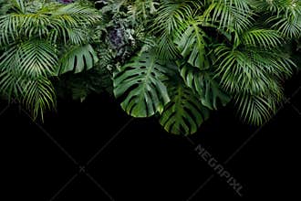 Monstera, fern, and palm leaves tropical rainforest foliage plan