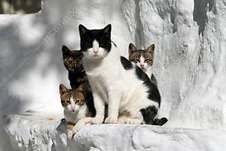 Cats Greece