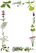 Herb Flower and Leaf Border