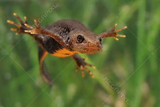 Great Crested Newt Triturus cristatus swimming in the water. Green background with water plants.
