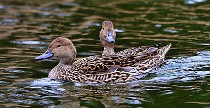 Ducks in pond in Bowring Park Home