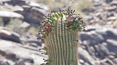Arizona, desert, a close up of a dove drinking nectar from flowers on top of a saguaro cactus