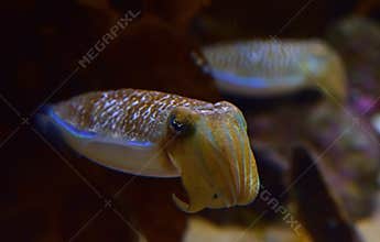 A pair of cute mourning cuttlefish curling the arms with the second one in the background