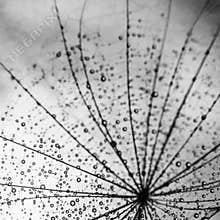 Fulff detail, rain drops