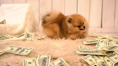Lovely isolated fluffy ptitz is playing with the toy on the carpet full of dollar banknotes. Home location.