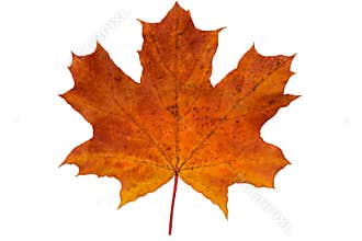 one fallen maple leaf