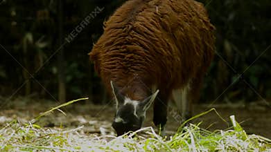 Llama eating grass at zoo
