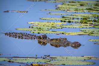 Nile crocodile in Kruger National park, South Africa
