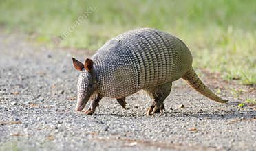 Nine banded armadillo on gravel road, Dasypus novemcinctus, Monroe GA USA