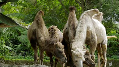 Camel eating carrot at zoo