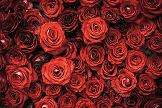 Rose flowers with red petals, spring.