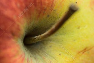 Apple stem macro