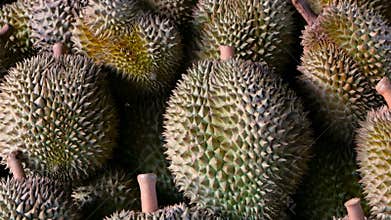 Asian king of fruits Durian is on the counter in the night market in Thailand