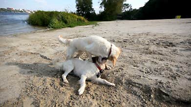 Dogs fighting on the river bank