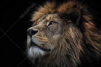 Lion Berber