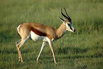 Springbock in South Africa