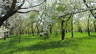 White Flowering Apple Trees In Spring In The Garden Slowly Falling Petals