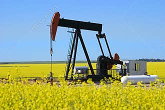 Pump jack in canola field
