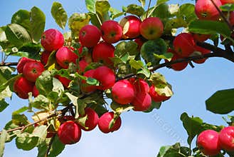 Apple-tree
