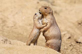 Black-tailed prairie dog